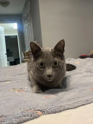 An adult large-sized male Domestic Short Hair cat named Lord Gray for adoption in Port Republic, MD