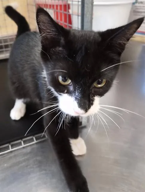 A baby small-sized male Domestic Short Hair cat named Oliver for adoption in Fort Myers, FL