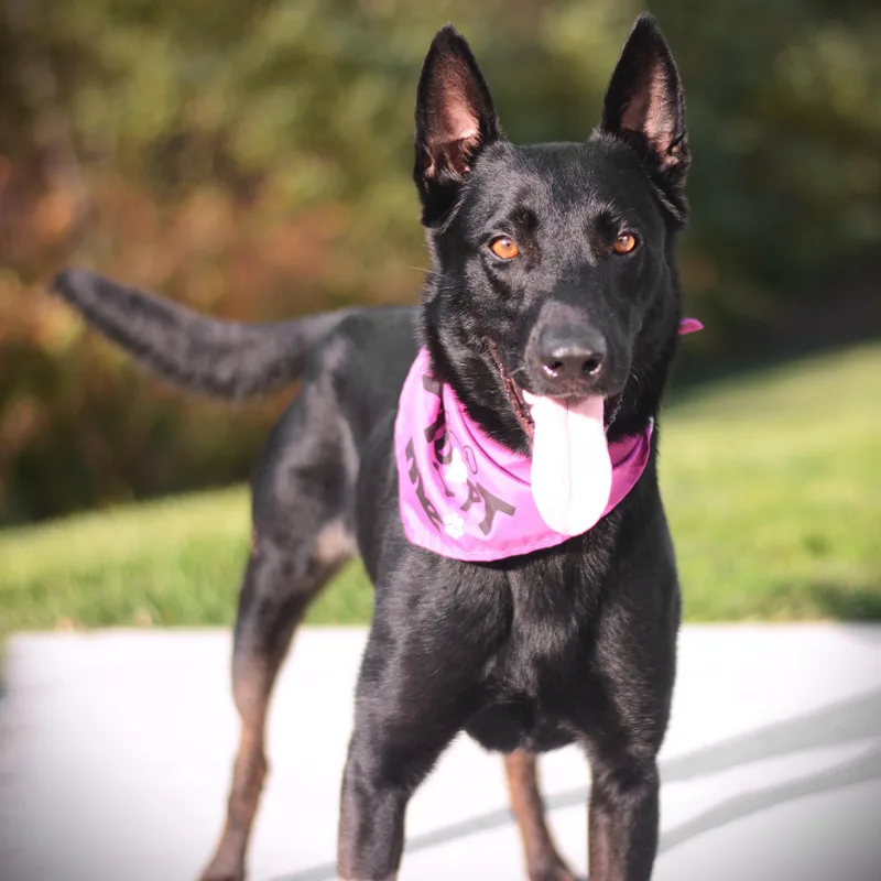 An adult medium-sized female Bicolor Belgian Shepherd / Malinois dog named Ari for adoption in Amsterdam, NY