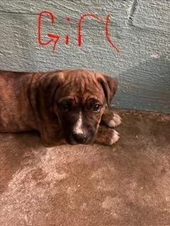 A baby small-sized female Mixed Breed dog named Princess for adoption in Lafayette, TN
