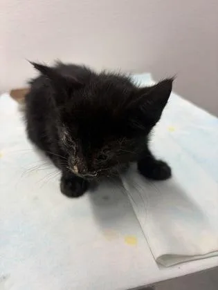 A baby small-sized female Domestic Short Hair cat named Illy for adoption in West Chester, PA