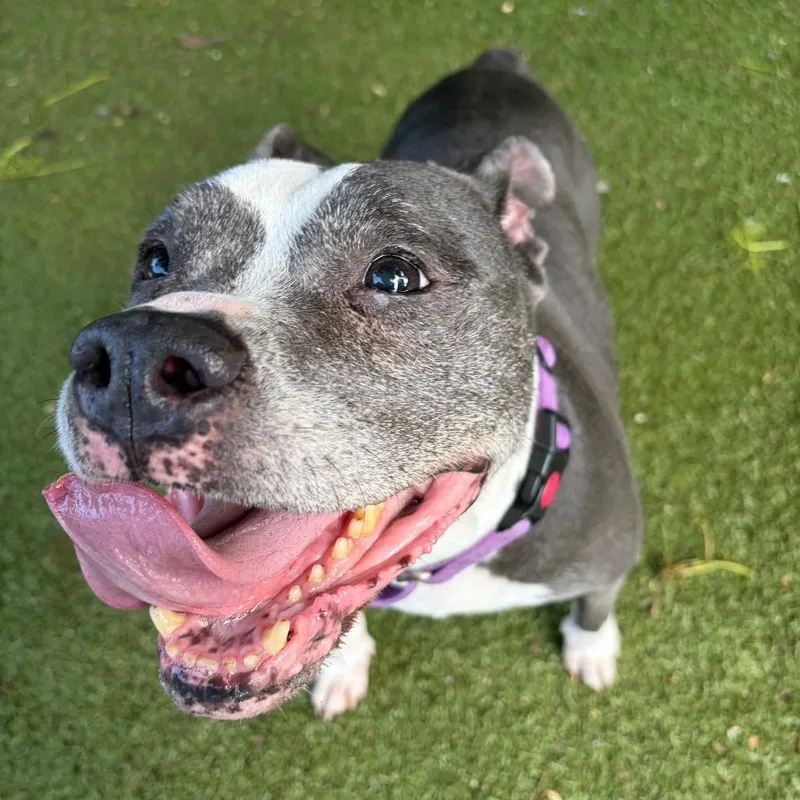 A senior medium-sized female Gray / Blue / Silver Mixed Breed dog named Chiquilina for adoption in Providence, RI