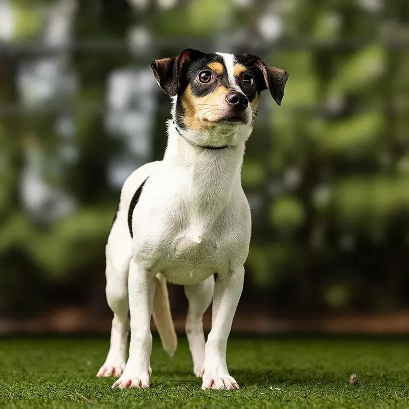 A young small-sized male Chihuahua dog named Checkers for adoption in Jupiter, FL