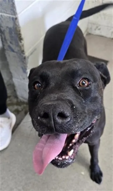An adult medium-sized male Pit Bull Terrier dog named Mark for adoption in San Bernardino, CA