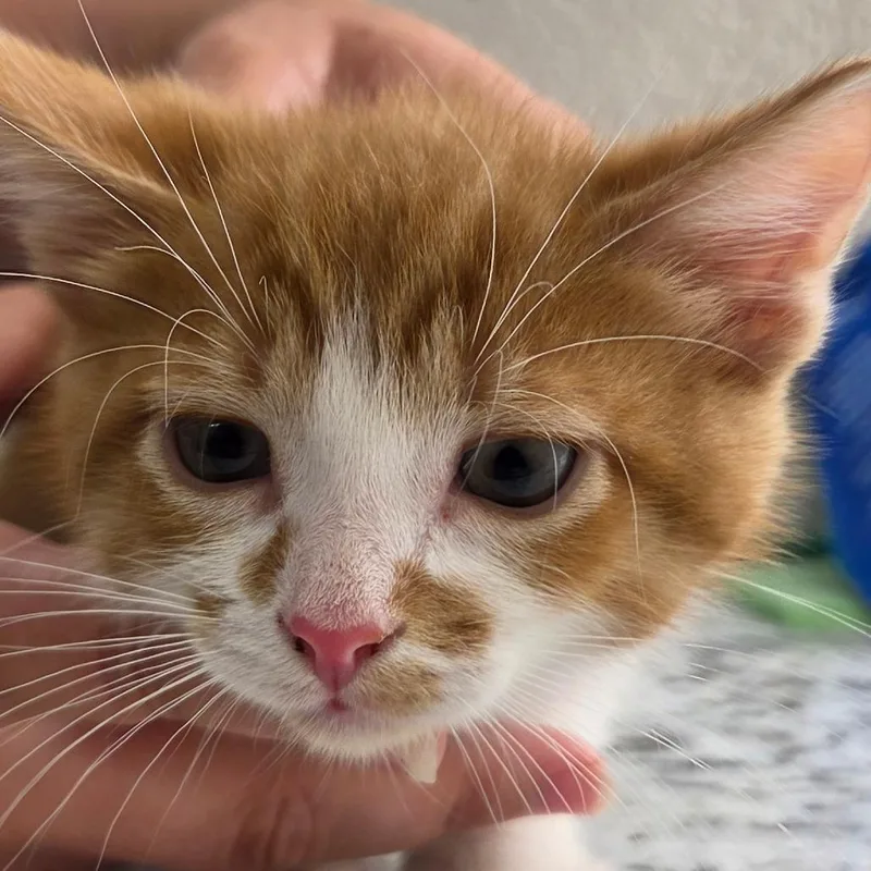 A baby small-sized male Orange / Red Domestic Short Hair cat named Jake for adoption in Zanesville, OH