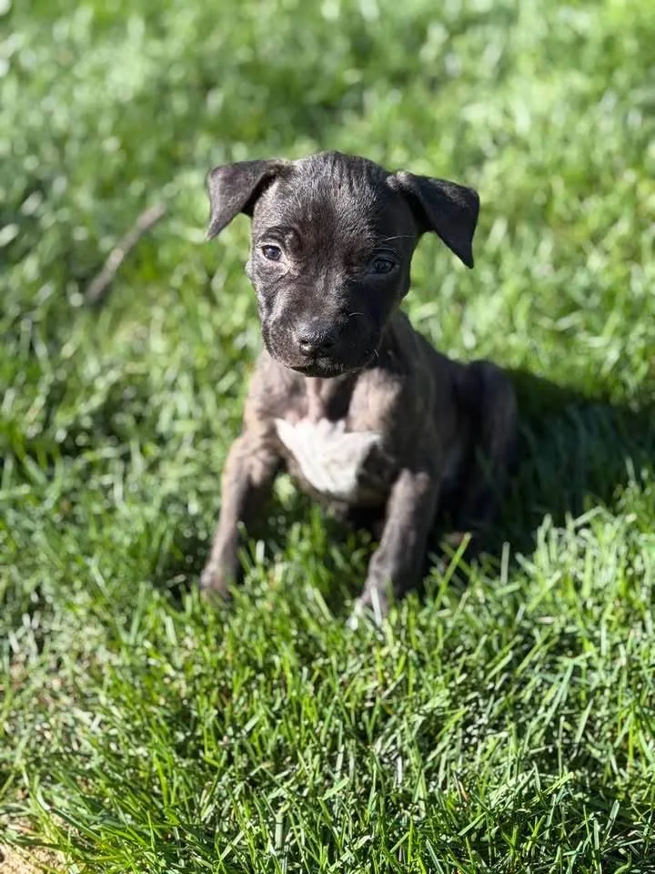 A baby small-sized female Brindle Terrier dog named Lulu for adoption in Warsaw, IN