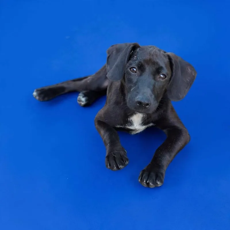 A baby small-sized female Black Labrador Retriever dog named Valeria for adoption in San Diego, CA