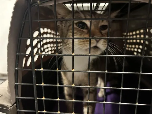 An adult small-sized female Domestic Short Hair cat named Shirley for adoption in Ocala, FL