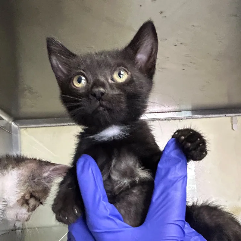 A young medium-sized female Black Domestic Short Hair cat named Bonnie for adoption in Margate, FL
