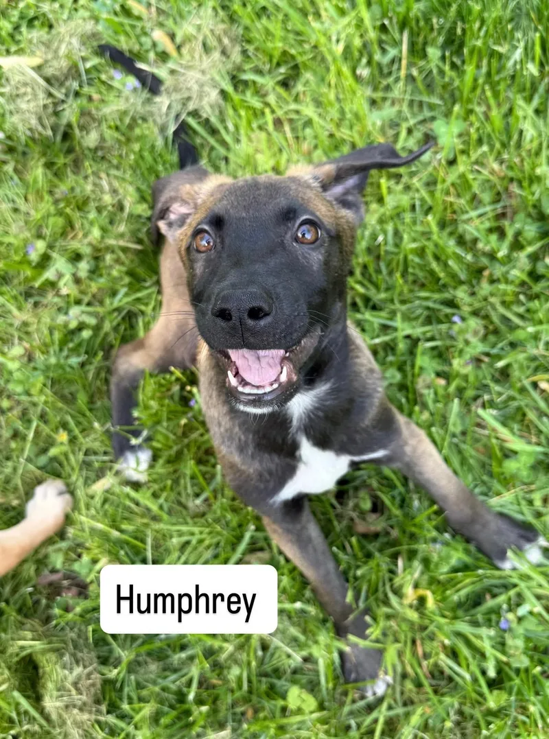 A baby medium-sized male Shepherd dog named Humphrey for adoption in Succasunna, NJ