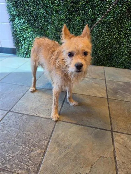 An adult small-sized male Yellow / Tan / Blond / Fawn Terrier dog named 61661528 for adoption in El Paso, TX