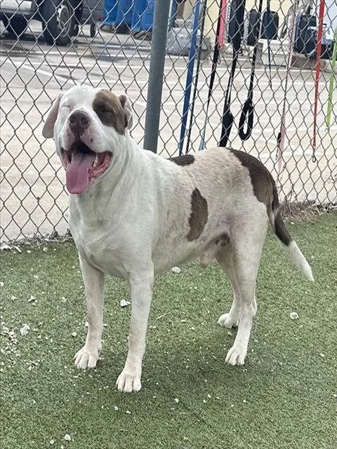 An adult extra large-sized male Pit Bull Terrier dog named Spot for adoption in Pasadena, TX