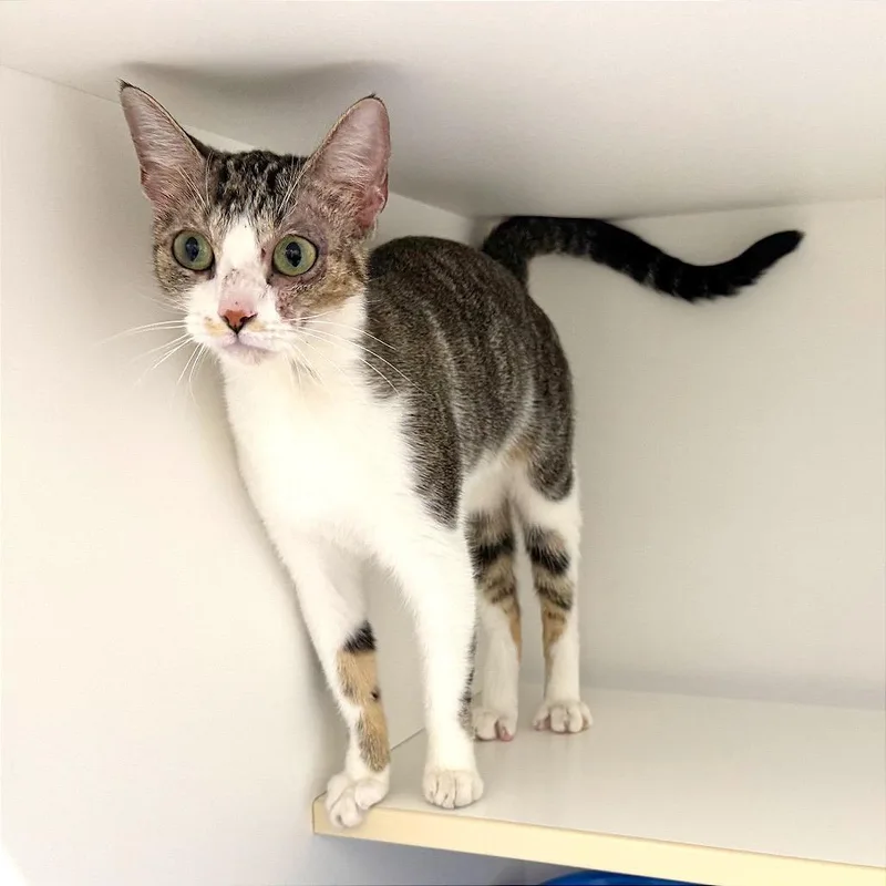 A young medium-sized female White Domestic Short Hair cat named Tequila for adoption in League City, TX