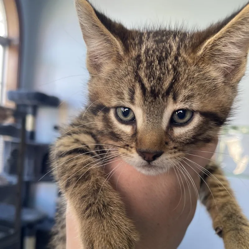 A baby small-sized male Brown / Chocolate Domestic Short Hair cat named Lane for adoption in Shawnee, KS