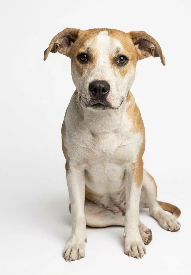A young medium-sized female White / Cream Mixed Breed dog named Stormy for adoption in Ossining, NY