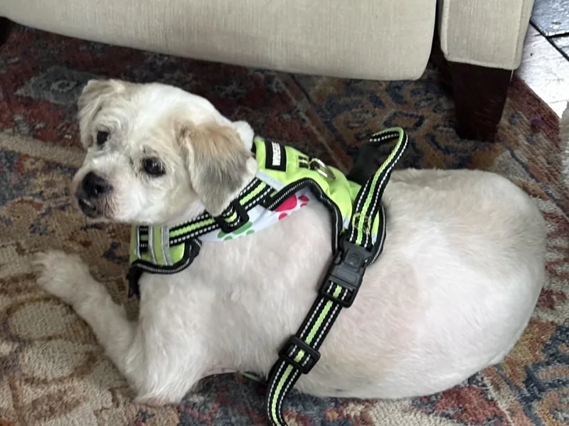 A senior medium-sized male Spaniel dog named Arnold for adoption in Palatine, IL