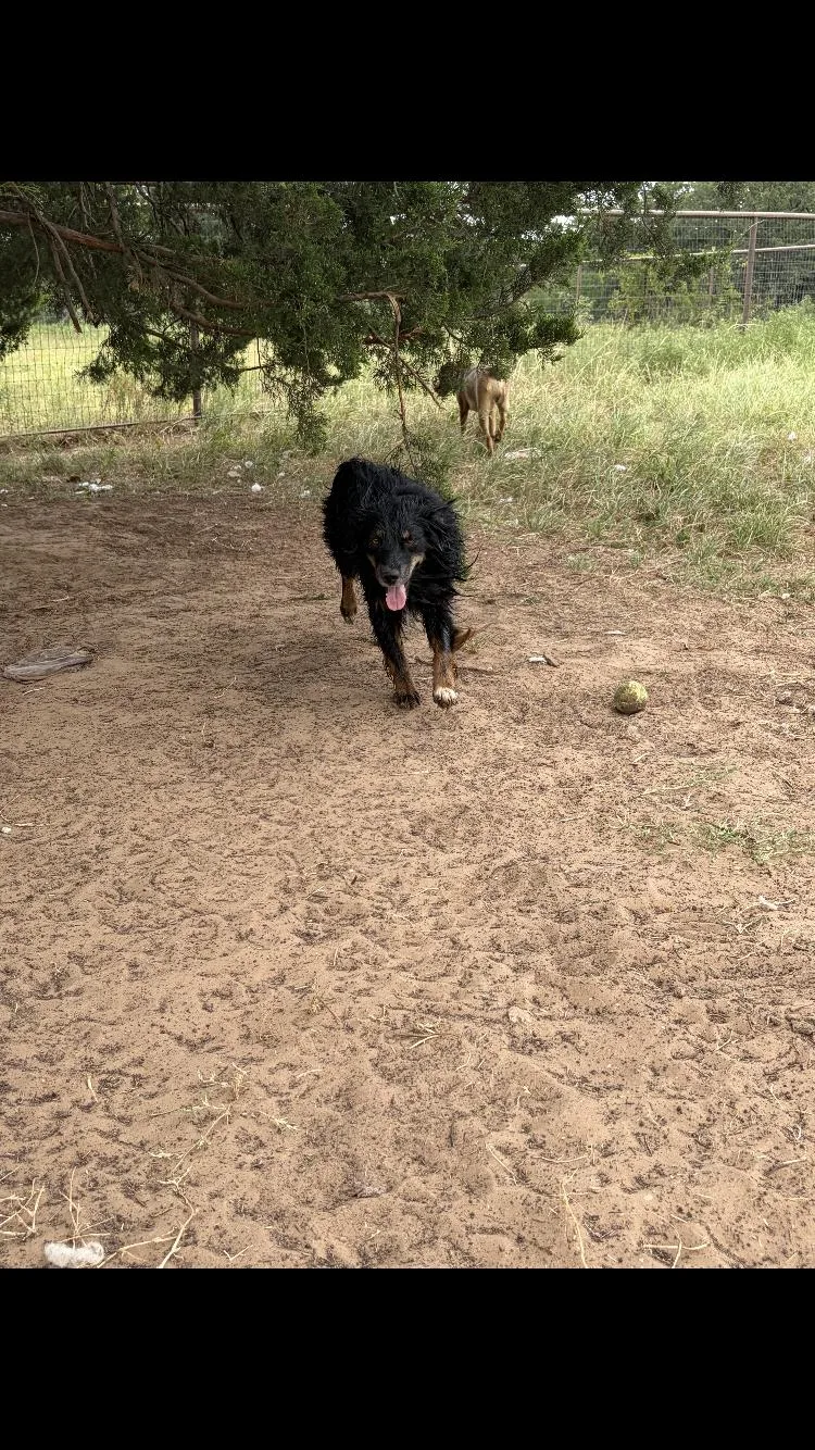 An adult medium-sized male Australian Shepherd dog named Bandit for adoption in Paradise, TX