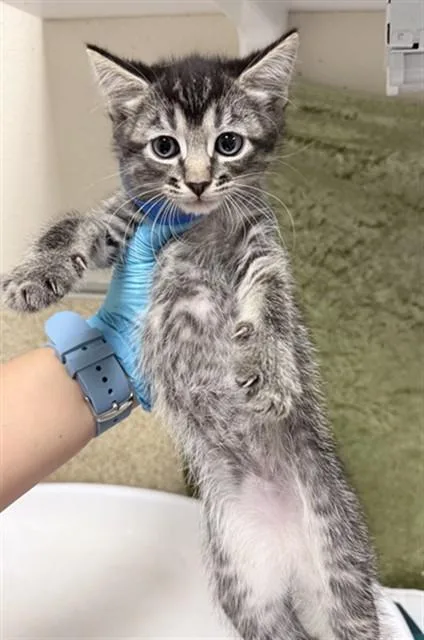 A baby small-sized male Domestic Short Hair cat named Alvin for adoption in Riverside, CA
