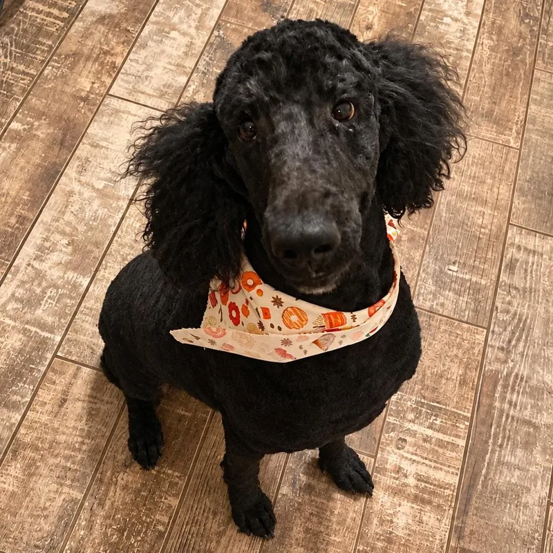 An adult medium-sized male Standard Poodle dog named Oreo Cookie for adoption in New Orleans, LA