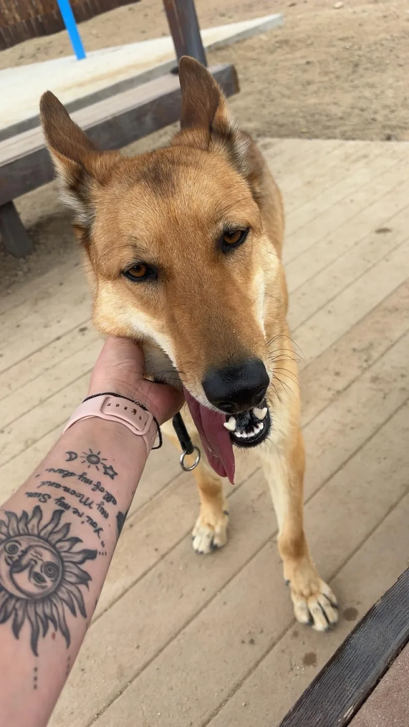 An adult medium-sized male German Shepherd Dog dog named Rusty for adoption in Stagecoach, NV