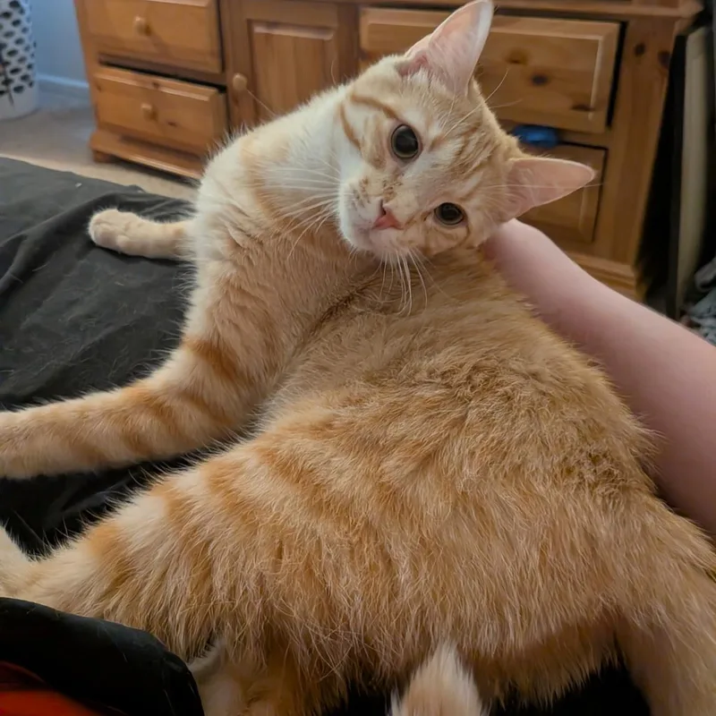 An adult medium-sized male Orange / Red Domestic Short Hair cat named Sunrise for adoption in Norwood, OH