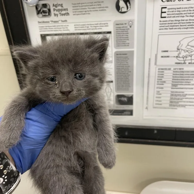 A baby small-sized male Gray / Blue / Silver Domestic Short Hair cat named Leslie for adoption in Lynchburg, VA