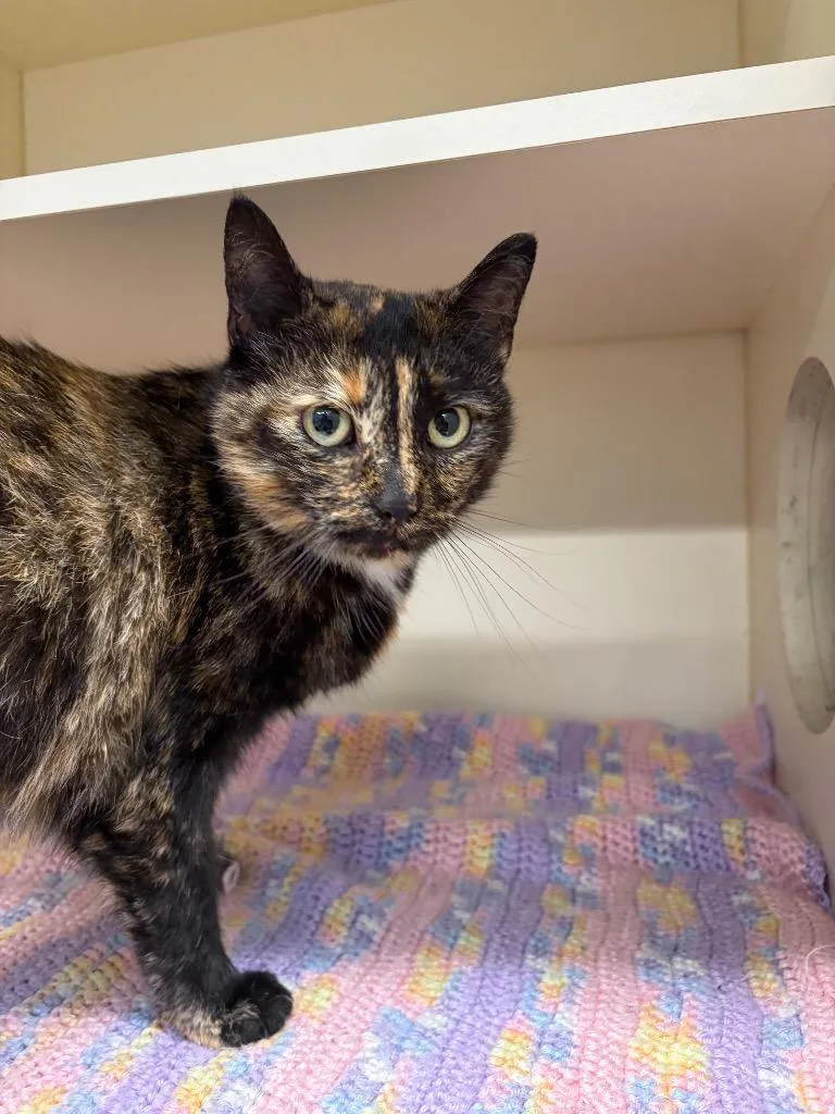 An adult small-sized female Domestic Short Hair cat named Loonie for adoption in Bloomington, IN