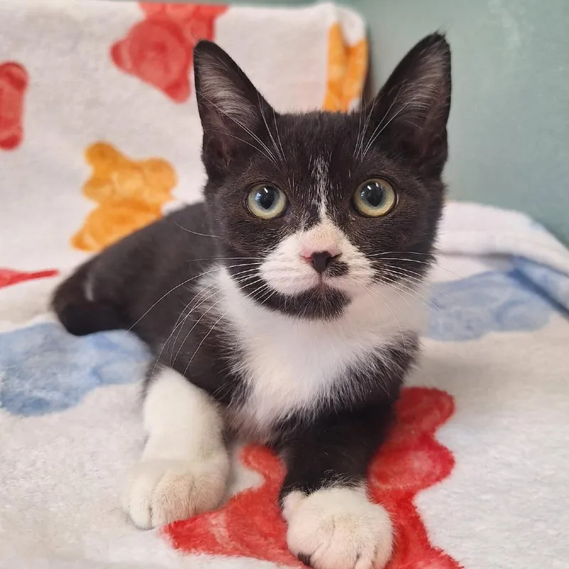 A baby small-sized female Black Domestic Short Hair cat named Tweety for adoption in Attica, NY