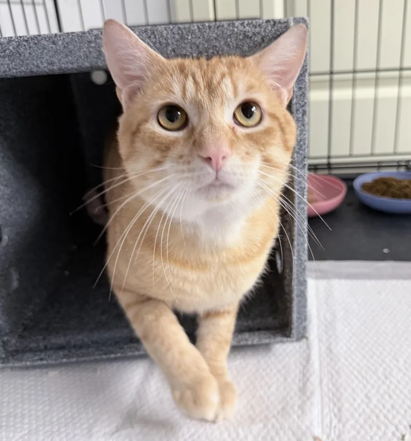A young large-sized male Orange / Red American Shorthair cat named Pomodoro for adoption in Philadelphia, PA