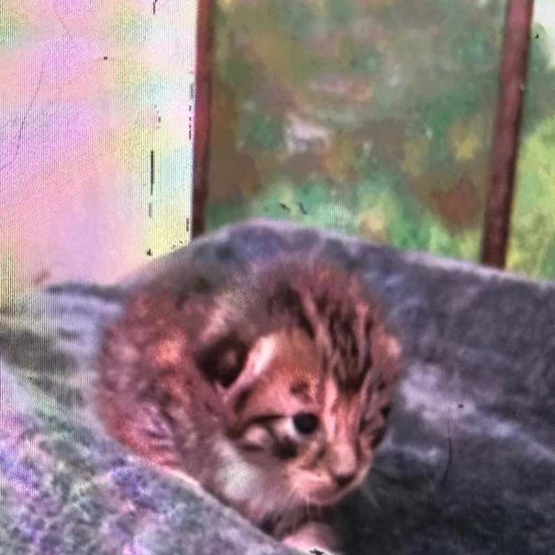 A baby small-sized male Calico Domestic Medium Hair cat named Skippy for adoption in Houston, TX