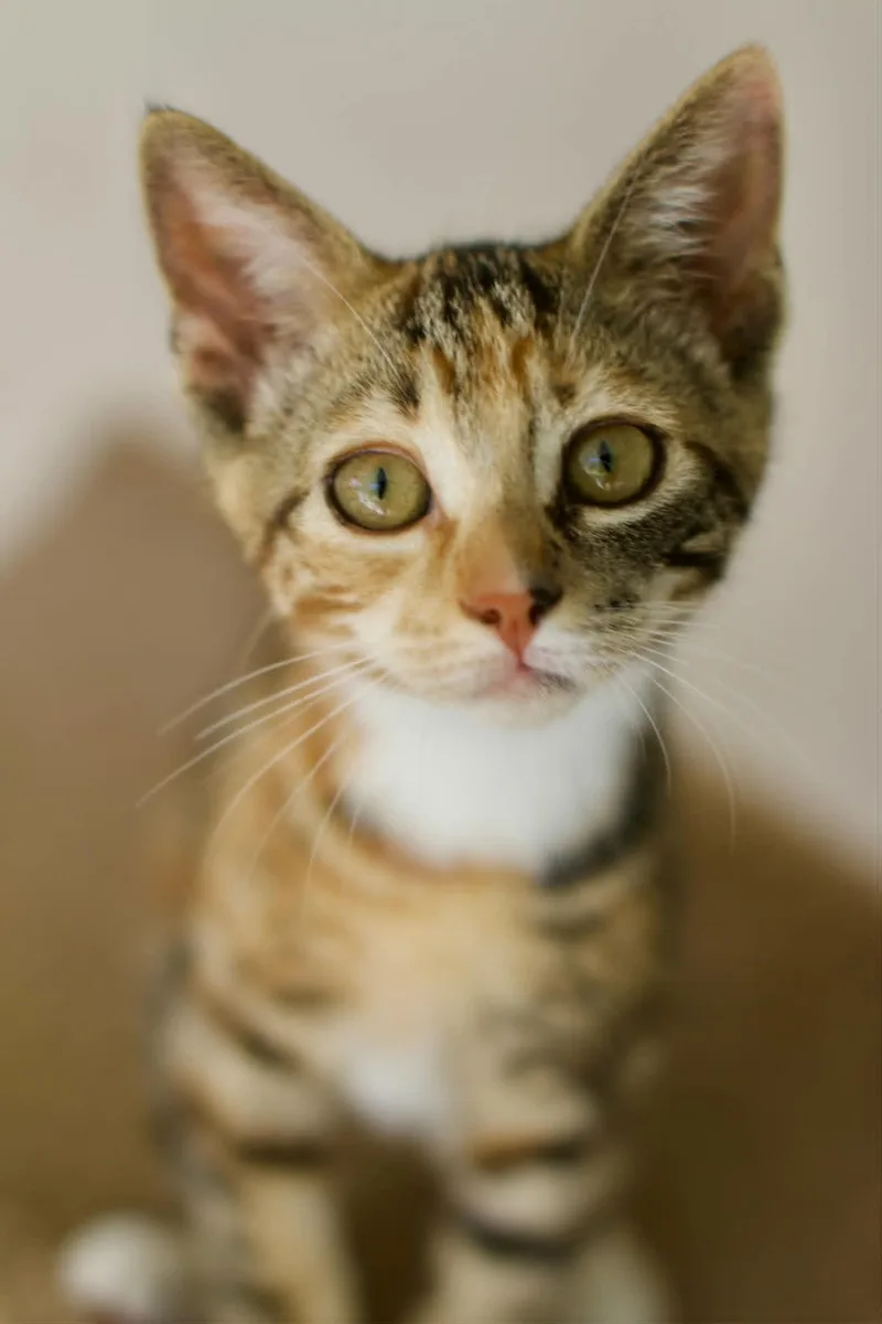 A baby medium-sized female Calico Domestic Short Hair cat named Tinsley for adoption in Umatilla, FL