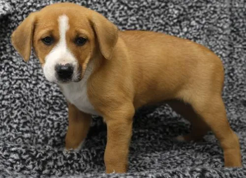 A baby medium-sized female Labrador Retriever dog named Anastasia for adoption in Thief River Falls, MN