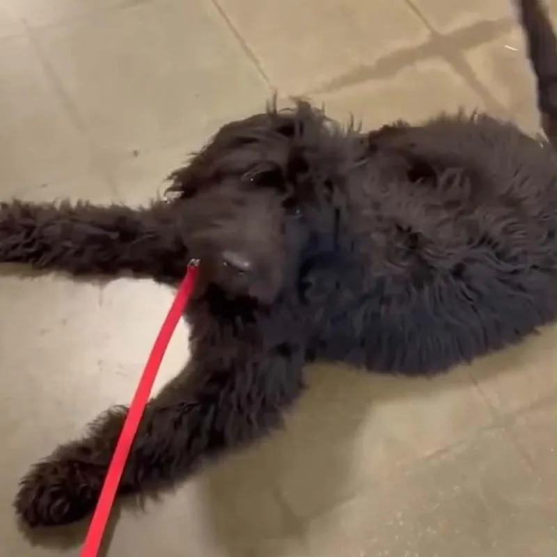 A baby medium-sized female Black Poodle dog named Sophie for adoption in Alexandria, VA