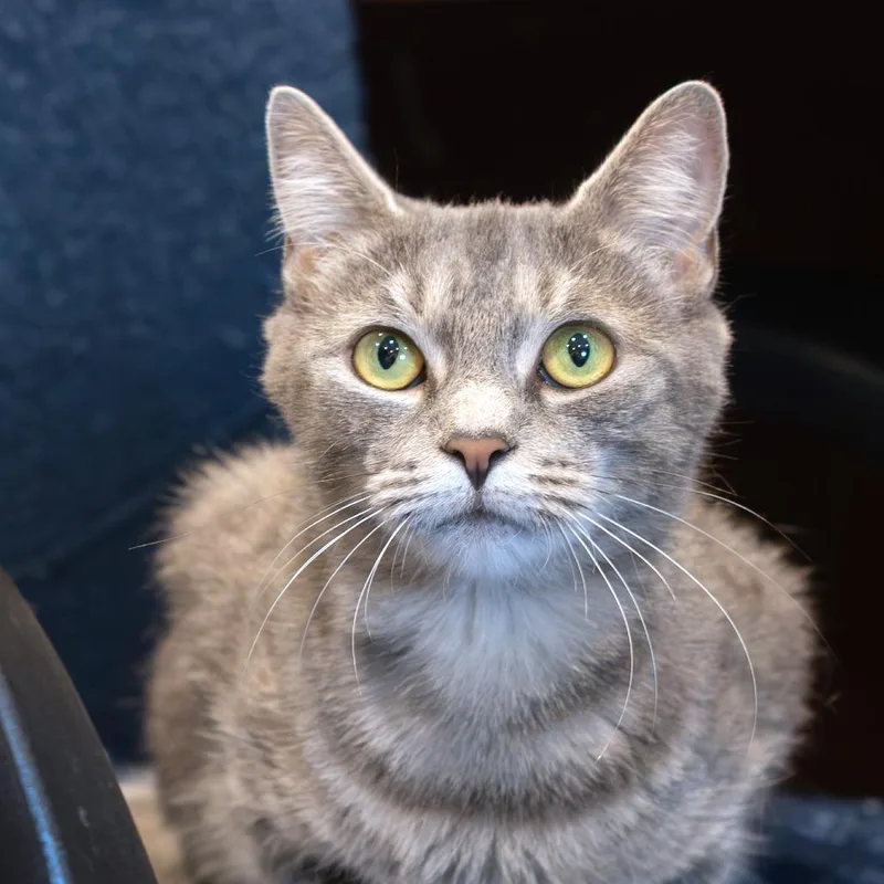 An adult medium-sized female Domestic Short Hair cat named NCI Diana for adoption in Port Washington, NY