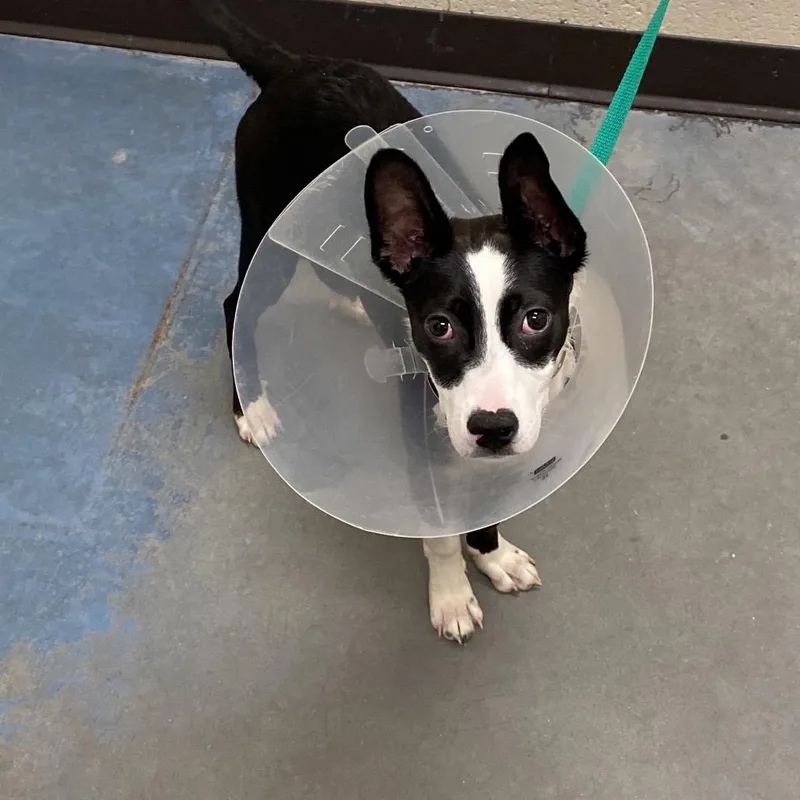 A baby small-sized female Black Mixed Breed dog named Tootsie Pop for adoption in Memphis, TN