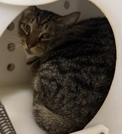 An adult small-sized male Domestic Short Hair cat named Yoda for adoption in Honolulu, HI