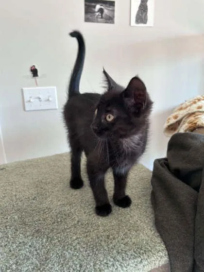 A baby small-sized female Domestic Short Hair cat named Cam for adoption in Traverse City, MI
