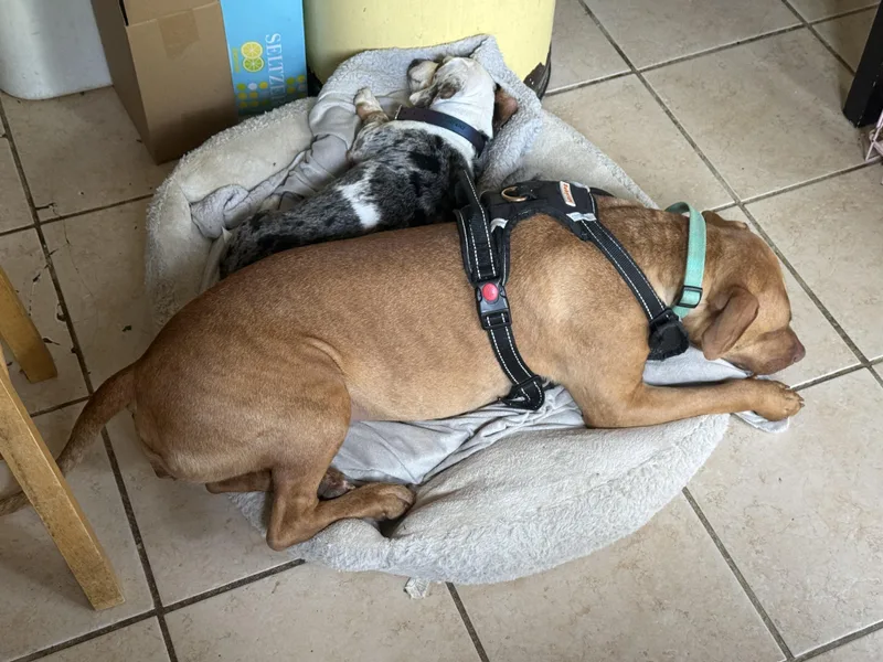 A young large-sized female Pit Bull Terrier dog named Harley for adoption in Philadelphia, PA