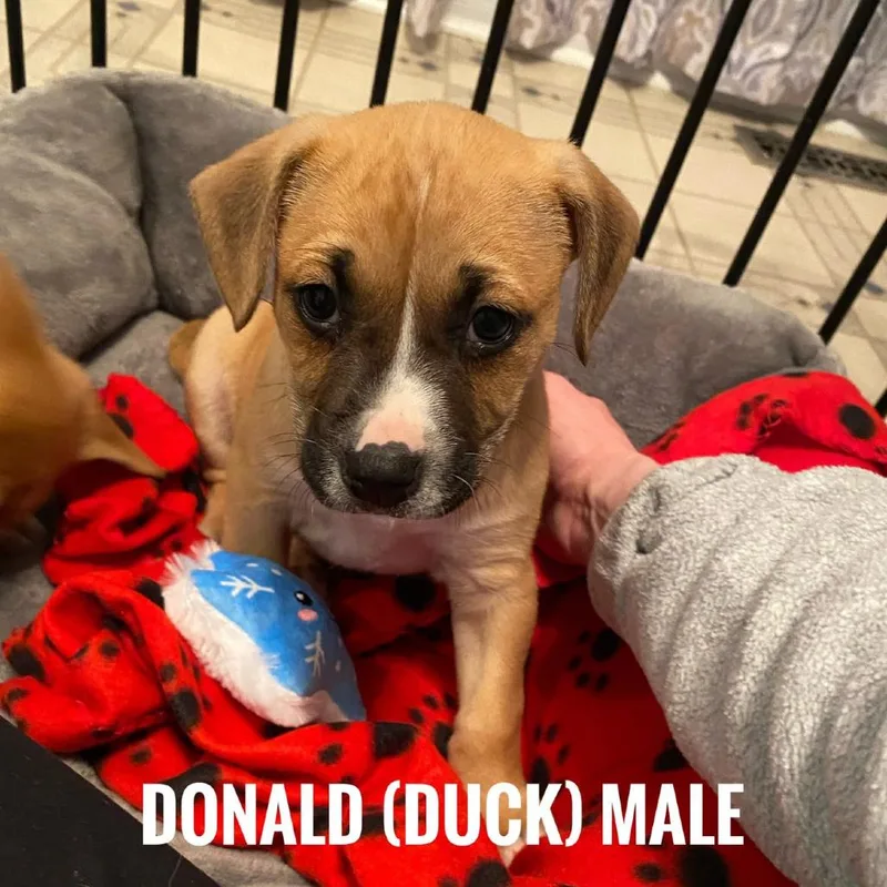 A baby small-sized male Yellow / Tan / Blond / Fawn Mixed Breed dog named Ducky for adoption in Rockville, MD