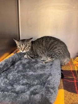 A young medium-sized female Domestic Short Hair cat named Burger for adoption in Longmont, CO