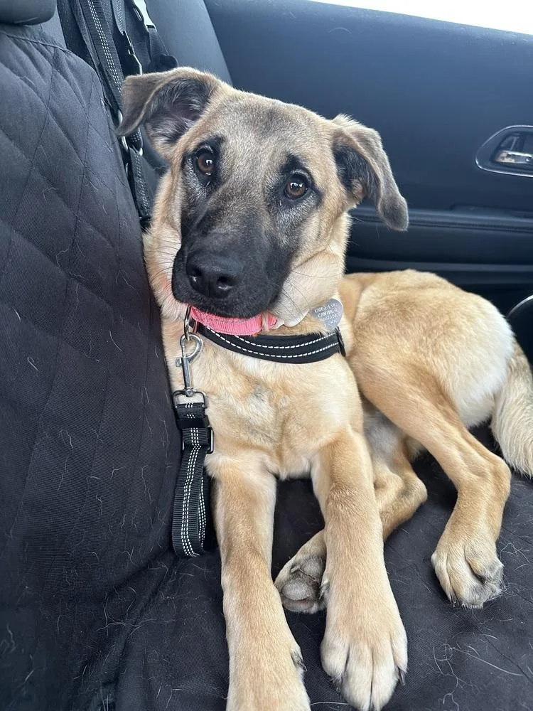 Lynn Guini thumbnail 6