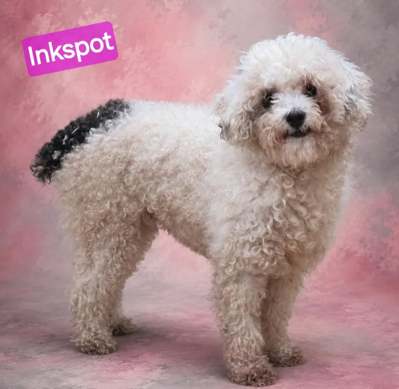 An adult small-sized female Black Miniature Poodle dog named Inkspot for adoption in Wheelersburg, OH