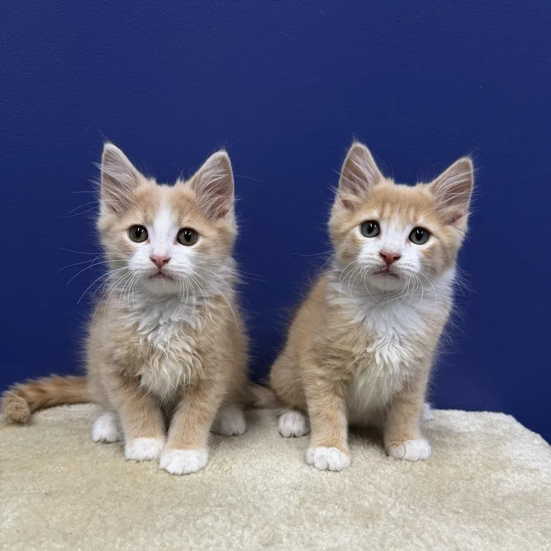 A baby medium-sized male Buff / Tan / Fawn Domestic Medium Hair cat named Buzz for adoption in High Ridge, MO