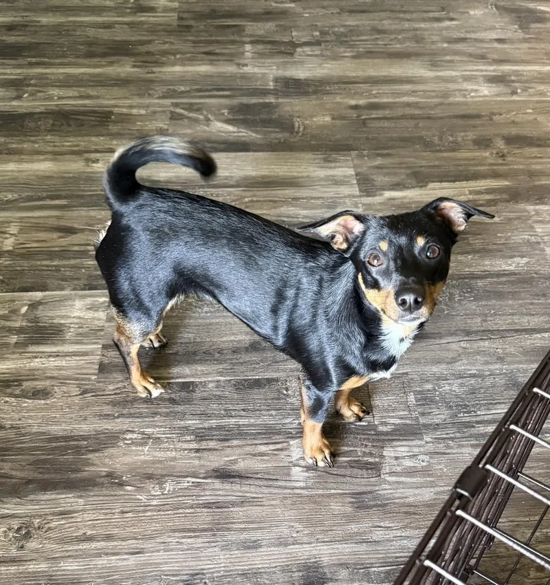 An adult small-sized female Chihuahua dog named Tia for adoption in South Bend, IN