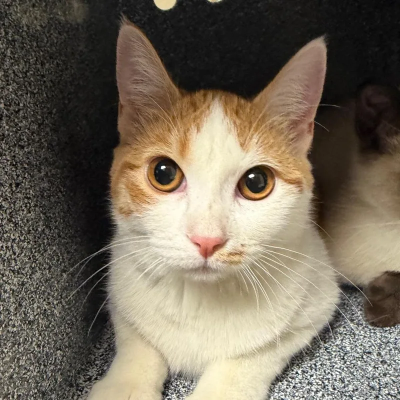 A baby medium-sized female Orange / Red Domestic Short Hair cat named Wanda for adoption in Reno, NV