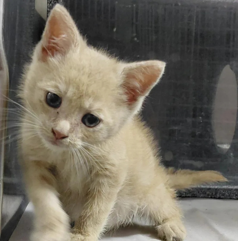 A baby small-sized male Domestic Short Hair cat named Keeton for adoption in Henderson, NC