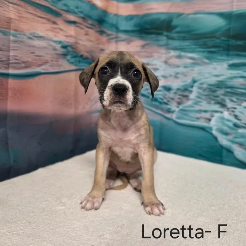 Loretta