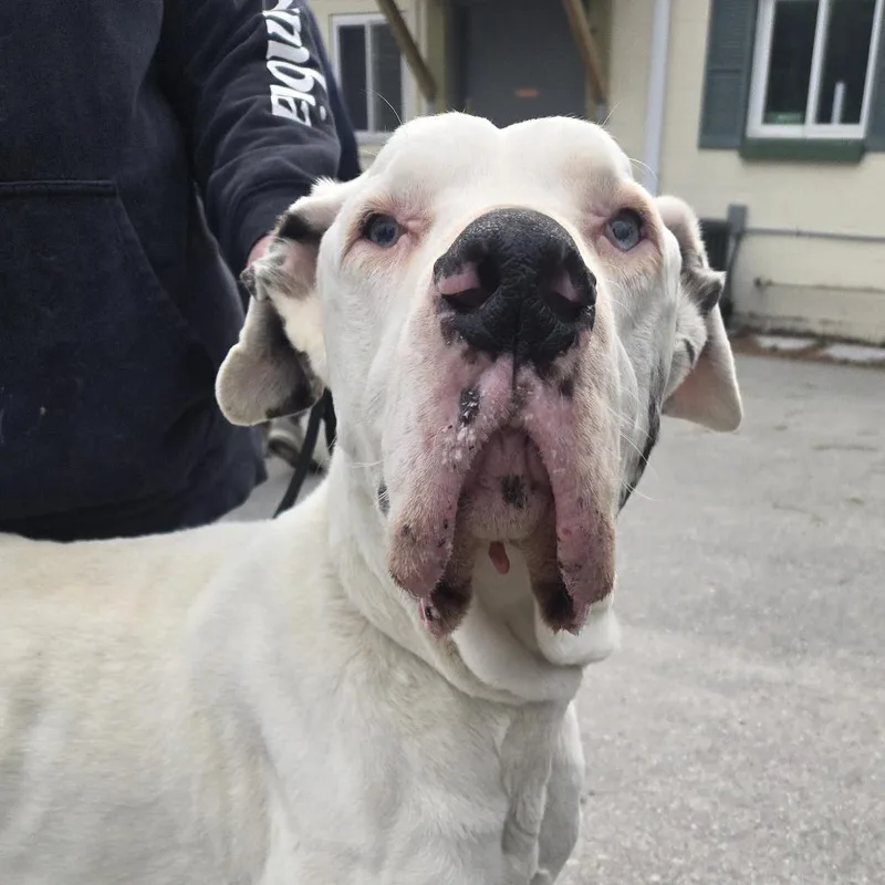 An adult extra large-sized male White / Cream Great Dane dog named Thor for adoption in Tawas City, MI