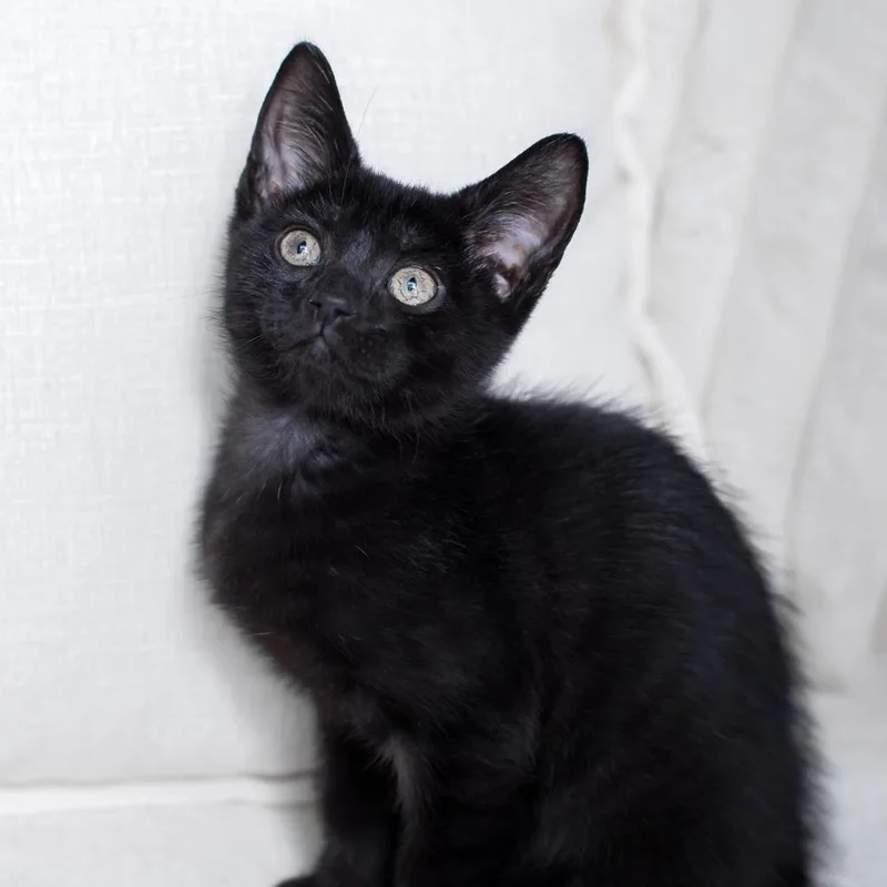 A baby small-sized female Bombay cat named Betty for adoption in Randolph, MA