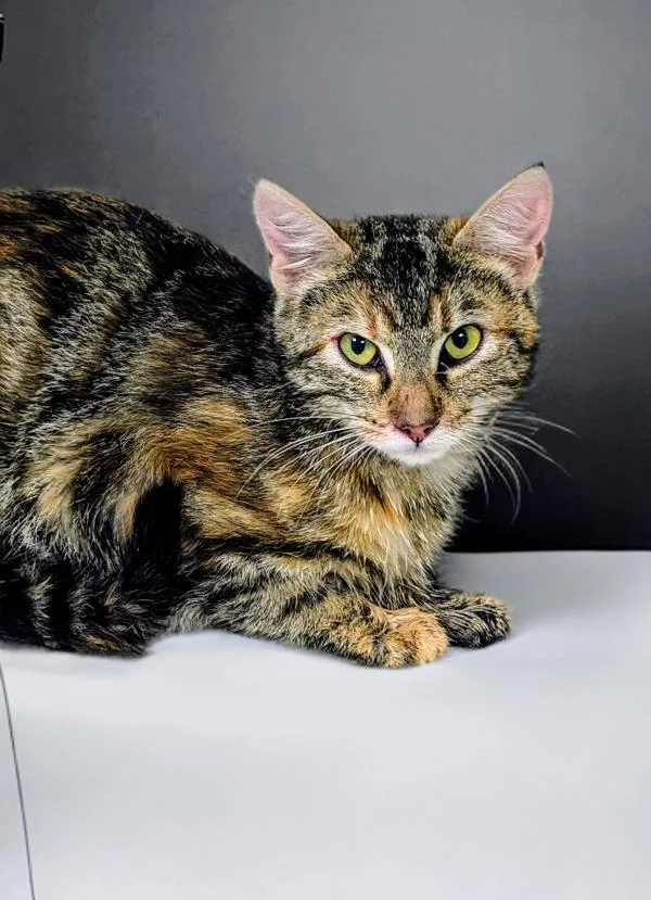 A young medium-sized female Domestic Short Hair cat named Roxanne for adoption in La Grange, KY